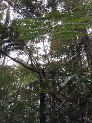 Cyathea similis