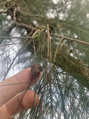 Casuarina equisetifolia