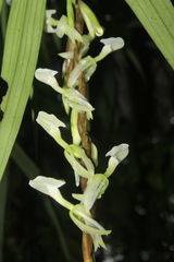 Epidendrum hymenodes