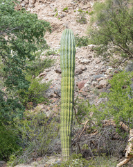 Pachycereus pringlei