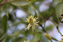 Clematis montevidensis