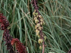 Melianthus major