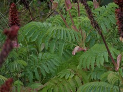 Melianthus major