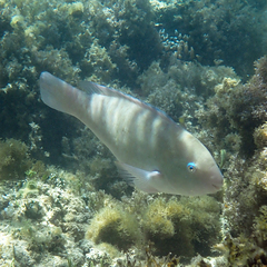 Scarus rivulatus