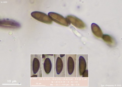 Xylaria longiana