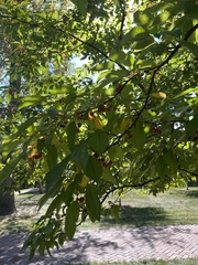 Prunus avium