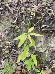 Doellingeria infirma