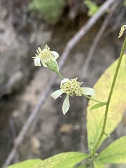 Doellingeria infirma