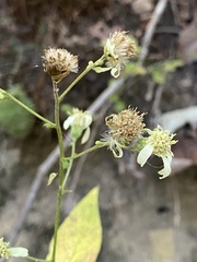 Doellingeria infirma