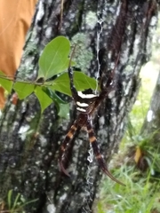 Argiope reinwardti