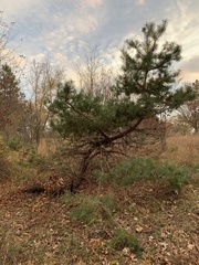 Pinus