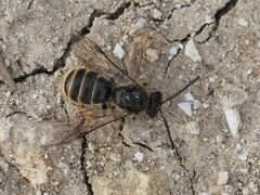 Lasioglossum marginatum