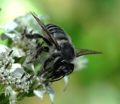 Megachile mendica