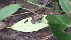 Rhinella alata