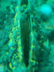 Atrina zelandica