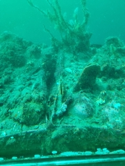 Atrina zelandica