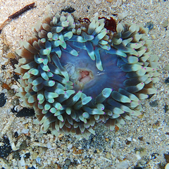 Entacmaea quadricolor