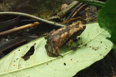Rhinella alata