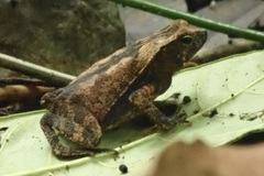 Rhinella alata