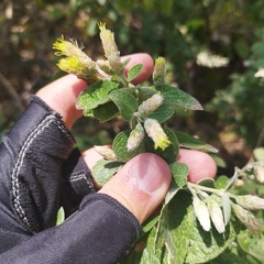 Brickellia secundiflora