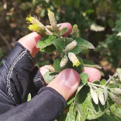 Brickellia secundiflora