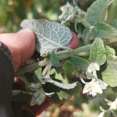 Brickellia secundiflora