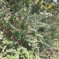 Brickellia secundiflora