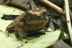Rhinella alata