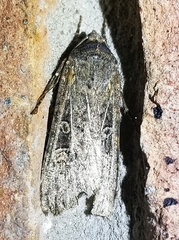 Euxoa auxiliaris