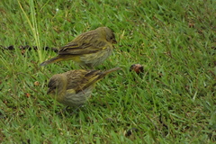 Sicalis flaveola