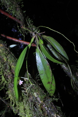 Comparettia langlassei