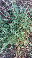 Atriplex semibaccata