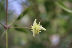 Clematis montevidensis
