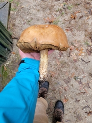Leccinum vulpinum