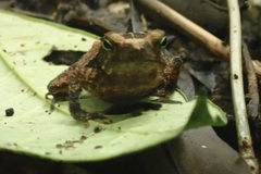 Rhinella alata