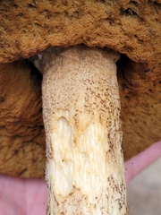 Leccinum vulpinum