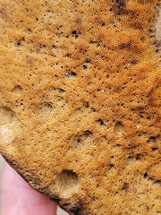 Leccinum vulpinum