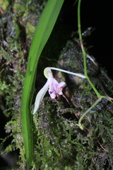 Comparettia langlassei