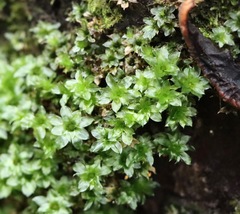 Rosulabryum subtomentosum