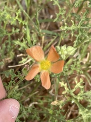 Sphaeralcea pedatifida
