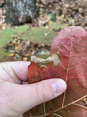 Coptotriche castaneaeella