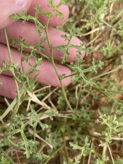 Sphaeralcea pedatifida