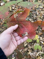 Coptotriche castaneaeella