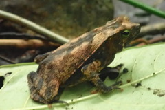 Rhinella alata