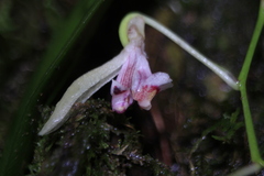 Comparettia langlassei