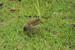 Sicalis flaveola