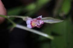 Comparettia langlassei