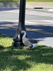 Anser cygnoides domesticus