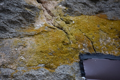 Candelariella efflorescens