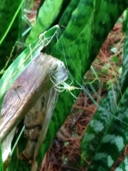 Leucauge celebesiana